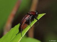 Wedge-shaped Beetle