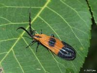 Net-winged Beetle