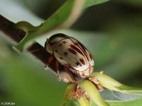 Casebearer Leaf Beetle