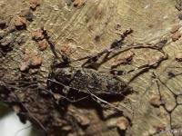 Flat-Faced Long-horned Beetle