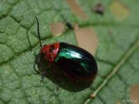 Flea Beetle