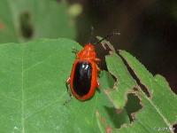 Passionflower Flea Beetle