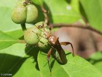 Texas Bow-legged Bug