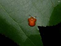 Tortoise Beetle