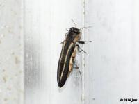 Two-lined Chestnut Borer