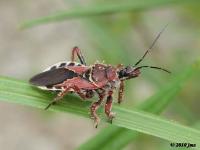 Bee Assassin Bug