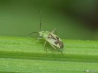 Ornate Plant Bug