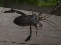 Leaf-footed Bug