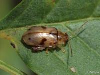 Flea Beetle