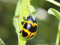 Swamp Milkweed Leaf Beetle