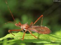 Assassin Bug