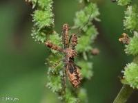 Assassin Bug Nymph