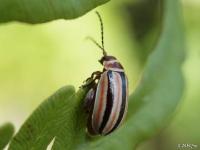 Flea Beetle