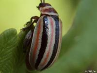 Flea Beetle