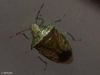 Stink Bug