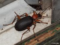 False Bombardier Beetle