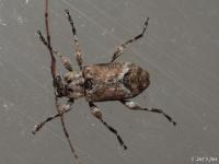 Flat-Faced Long-horned Beetle