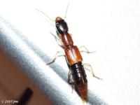 Rove Beetle