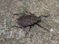 Rough Stink Bug