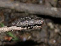 Metallic Wood Boring Beetle