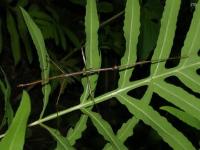 Northern Walking Stick, Male