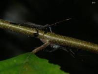 Leaf-footed Bug Nymph