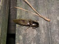 Click Beetle