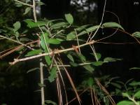 Male Giant Walking Stick