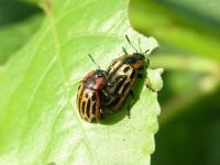 Cottonwood Leaf Beetle