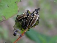 Cottonwood Leaf Beetle Larvae