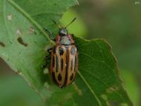 Cottonwood Leaf Beetle