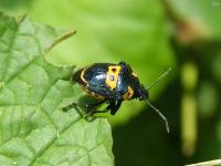 Anchor Stink Bug