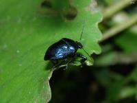 Anchor Stink Bug