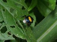 Anchor Stink Bug