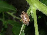 Stink Bug