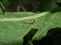 Lady Beetle Larvae