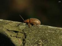 Leaf Beetle