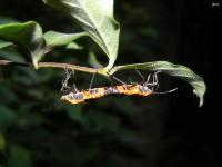 Milkweed Bugs