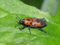 Cocklebur Weevil