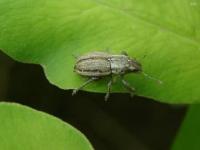 Broad-nosed Weevil