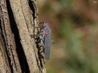 Red-shouldered Bug