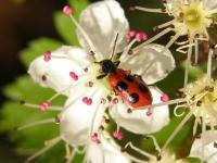 4- Spotted Checkered Beetle