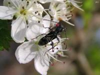 Long-horned Beetle