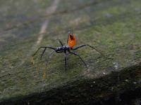 Wheel Bug Nymph