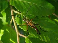 Flower Long-horned Beetle