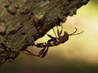 Red Headed Ash Borer Beetle