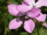 Metallic Wood Boring Beetl