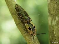 Eyed Click Beetle