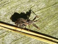 Spined Assassin Bug