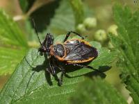 Bee Assassin Bug